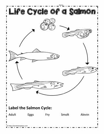 30 Fish Life Cycle Worksheet - Worksheet Resource Plans