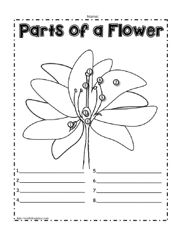 Parts Of A Flower Blank Sheet Home Alqu