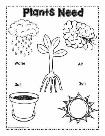 Plants Need Poster Worksheets