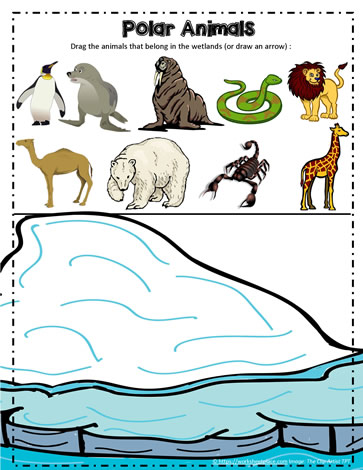 Polar Animals Google App
