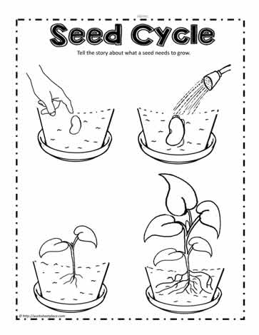 Plant Seed Cycle Worksheets