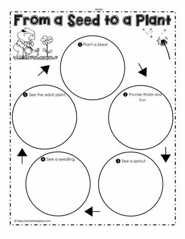 From a Seed to a Plant Worksheets