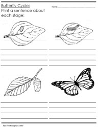 Identify and Describe the Butterfly Life Cycle
