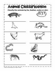 More Animal Classifications
