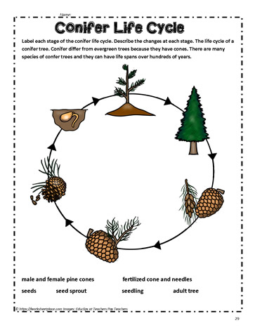 Conifer Life Cycle 2