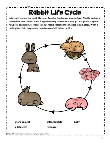 Rabbit Life Cycle Task