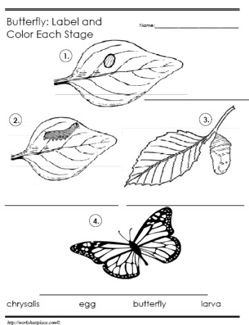 Butterfly Life Cycle - Label the Stages