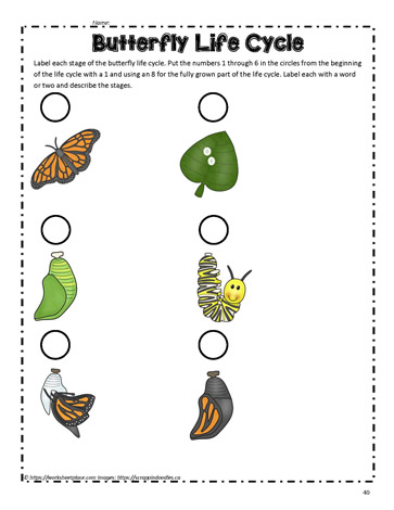Butterfly Life Cycle 2