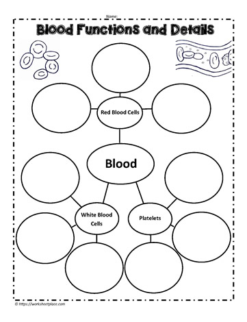 Circulatory Blood System Activity