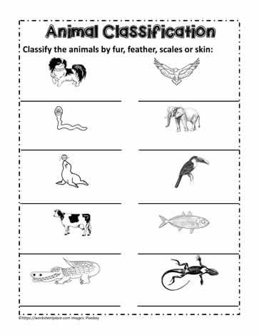 Classify the Animals