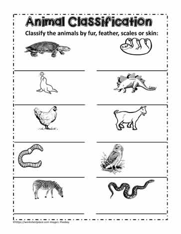 More Animal Classifications