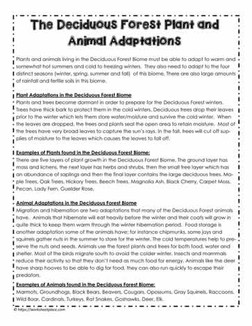 Animal and Plant Habitat Worksheets