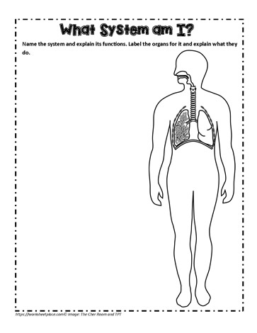 Digestive Repiratory System Activity