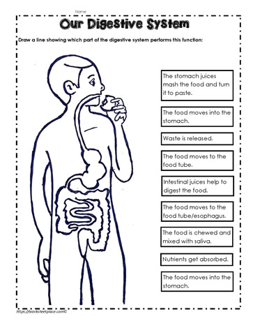 Digestive System Worksheets Middle School Printables Printables Digestive System Worksheets Middle School Printables Printables