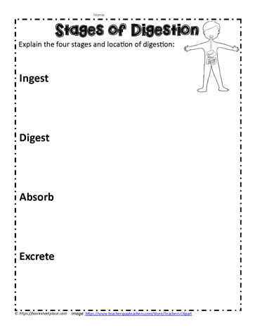 Digestive Stages Activity