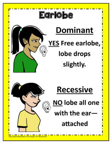 Dominant and Recessive Poster 3