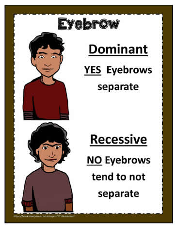Dominant and Recessive Poster 4