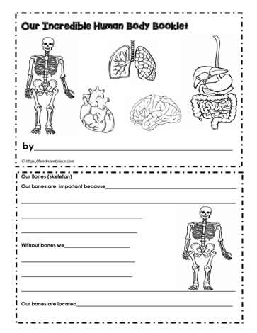 Human Body Printable Booklet