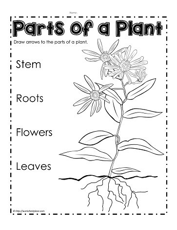 Label Parts of a Plant