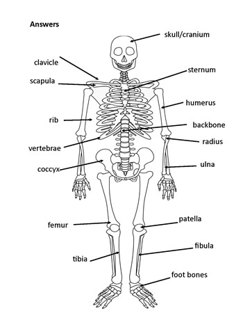 Label the Bones Worksheet