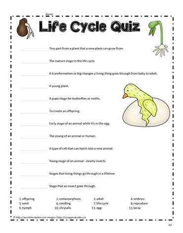 Life Cycle Quiz Worksheets