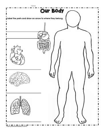 Human Body Worksheet Worksheets