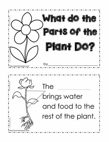 Plant Functions Worksheet