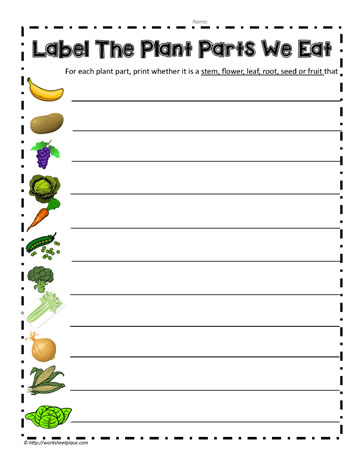 Plants We Eat Worksheet