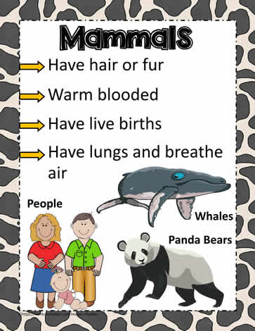 Animal Poster for Mammals