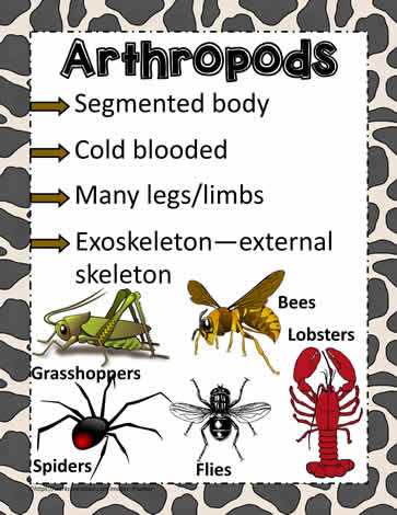 Animal Poster for Arthropods