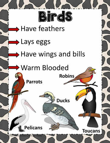 Animal Poster for Birds