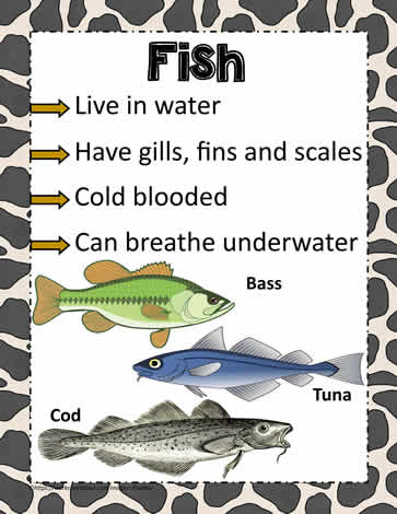 Animal Poster for Fish