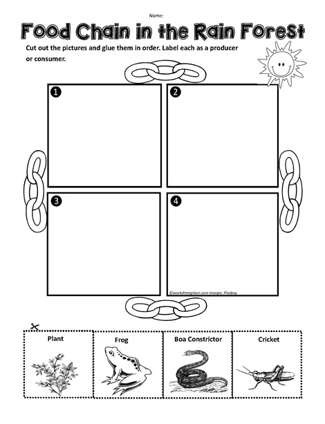 Rain Forest Food Chain Worksheets
