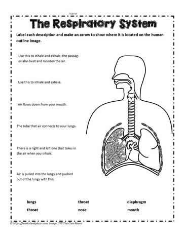 Respiratory System Teaching Activity Worksheets