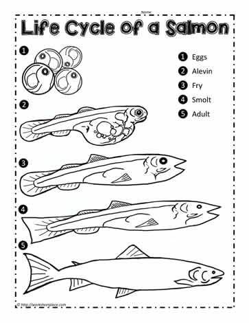 Life Cycle of the Salmon