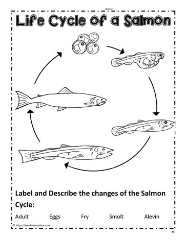Salmon Life Cycle Activity