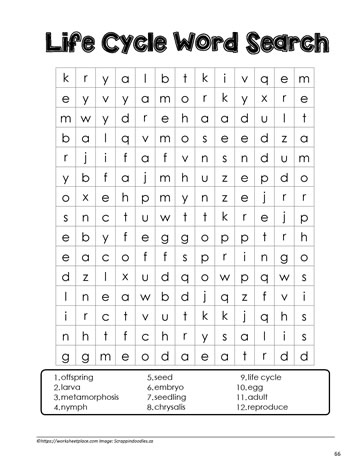 Life Cycle Word Search
