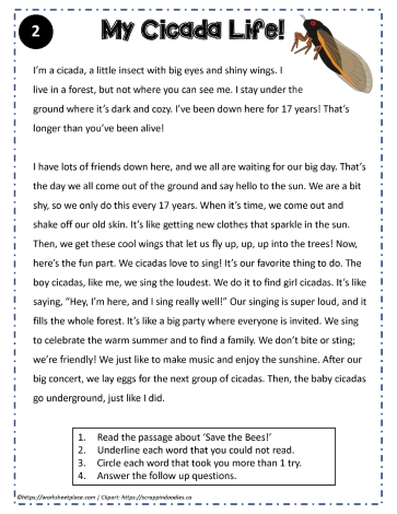 Reading Comprehension About My Cicada Life