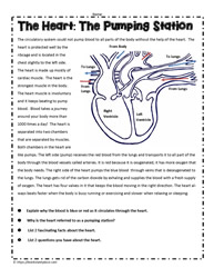 Circulatory and Heart System