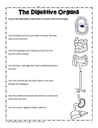 Digestive System Teaching Activity