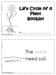 Life Cycle of a Plant 