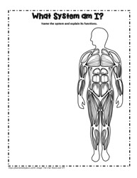 Muscular System Teaching Activity
