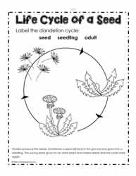 Dandelion Life Cycle