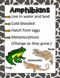 Animal Poster for Amphibians
