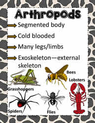 Animal Poster for Arthropods