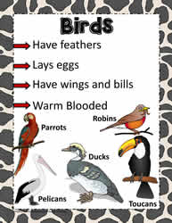 Animal Poster for Birds