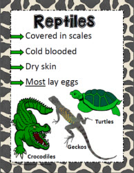 Animal Poster for Reptiles