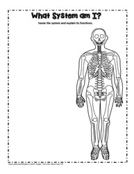 Skeletal System Teaching Activity