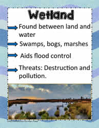 Posters of Wetland